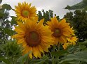 Sonnenblumen29