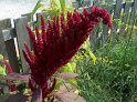 Amaranthus12