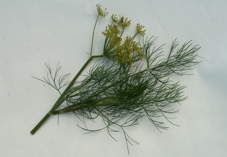 Bild Dill-Zweig und Blütenstand