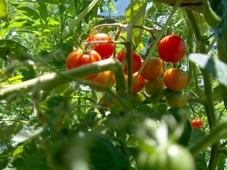 Bild Tomaten